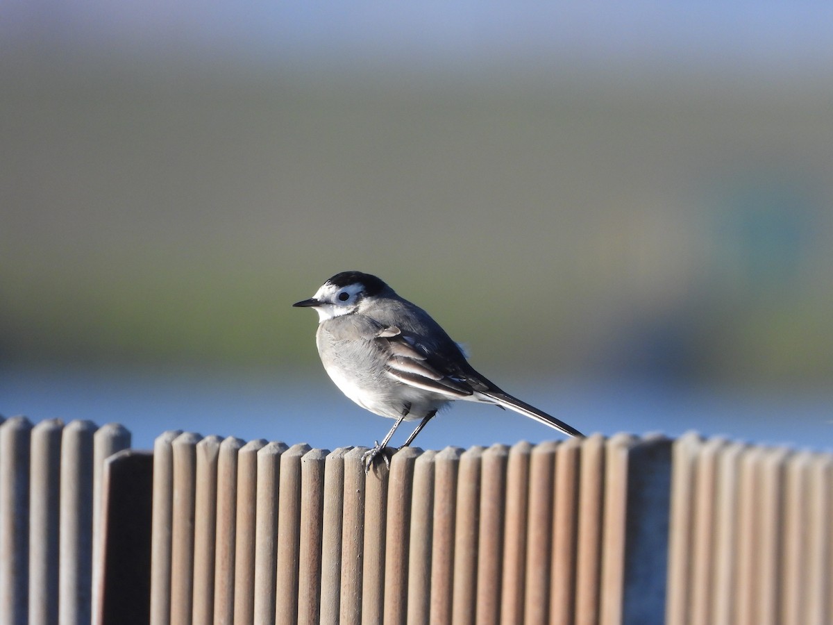 White Wagtail - ML612001094