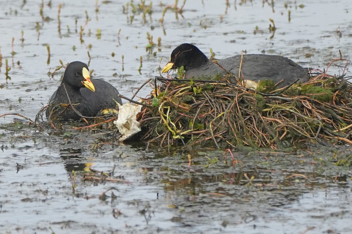 Red-gartered Coot - ML612001131
