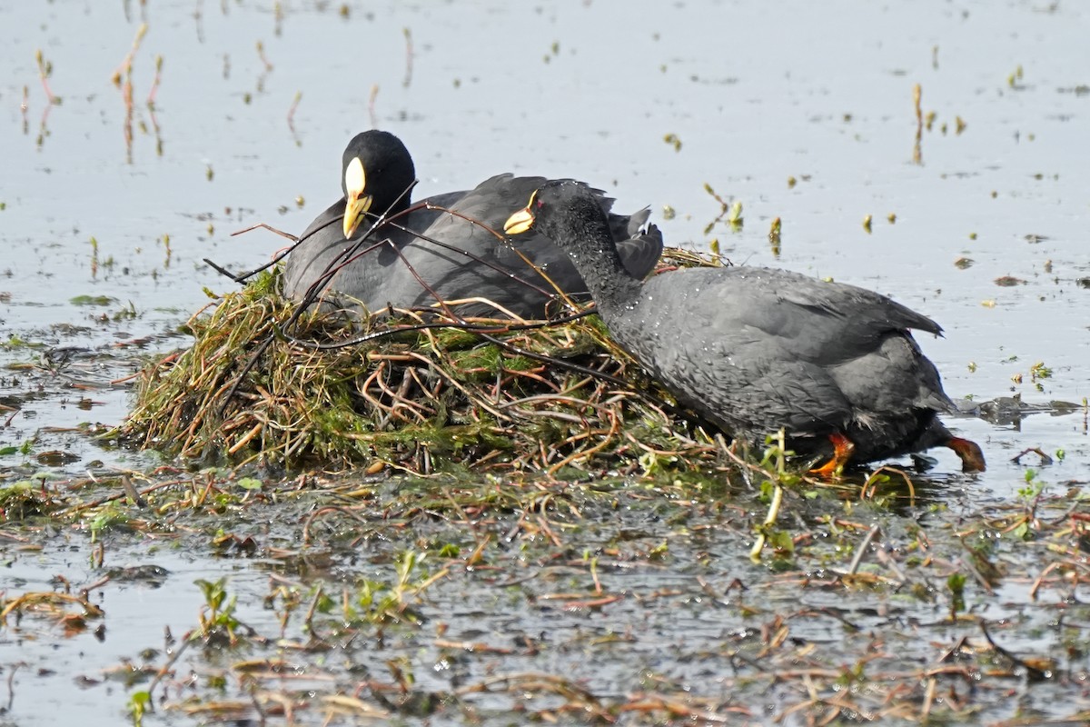 Red-gartered Coot - ML612001163