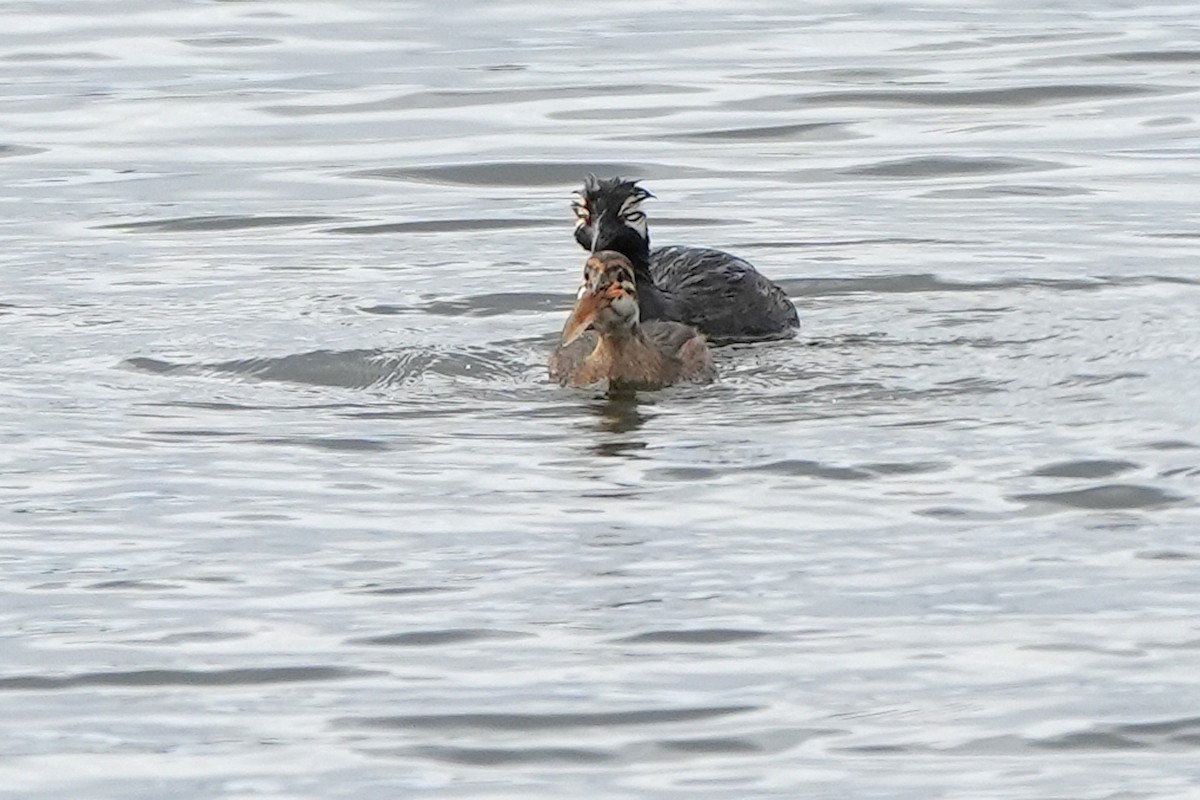 White-tufted Grebe - ML612001211