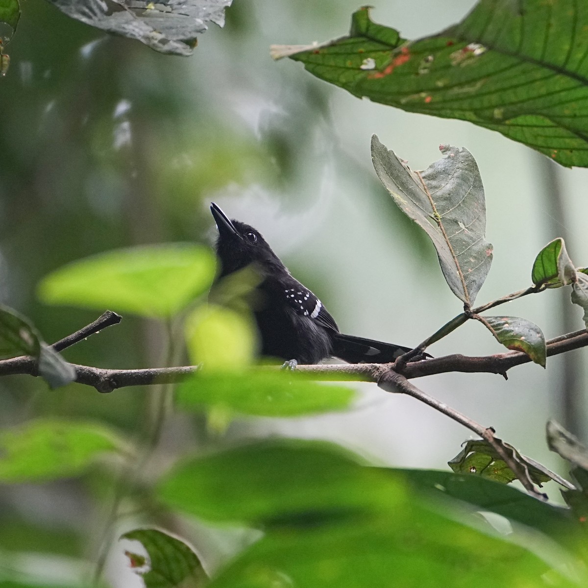 Dot-winged Antwren - ML612001230