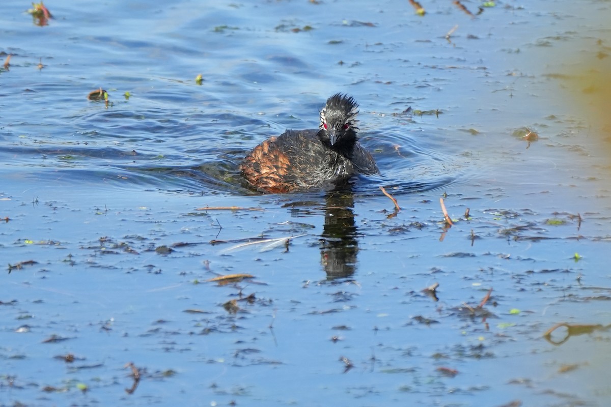 White-tufted Grebe - ML612001249