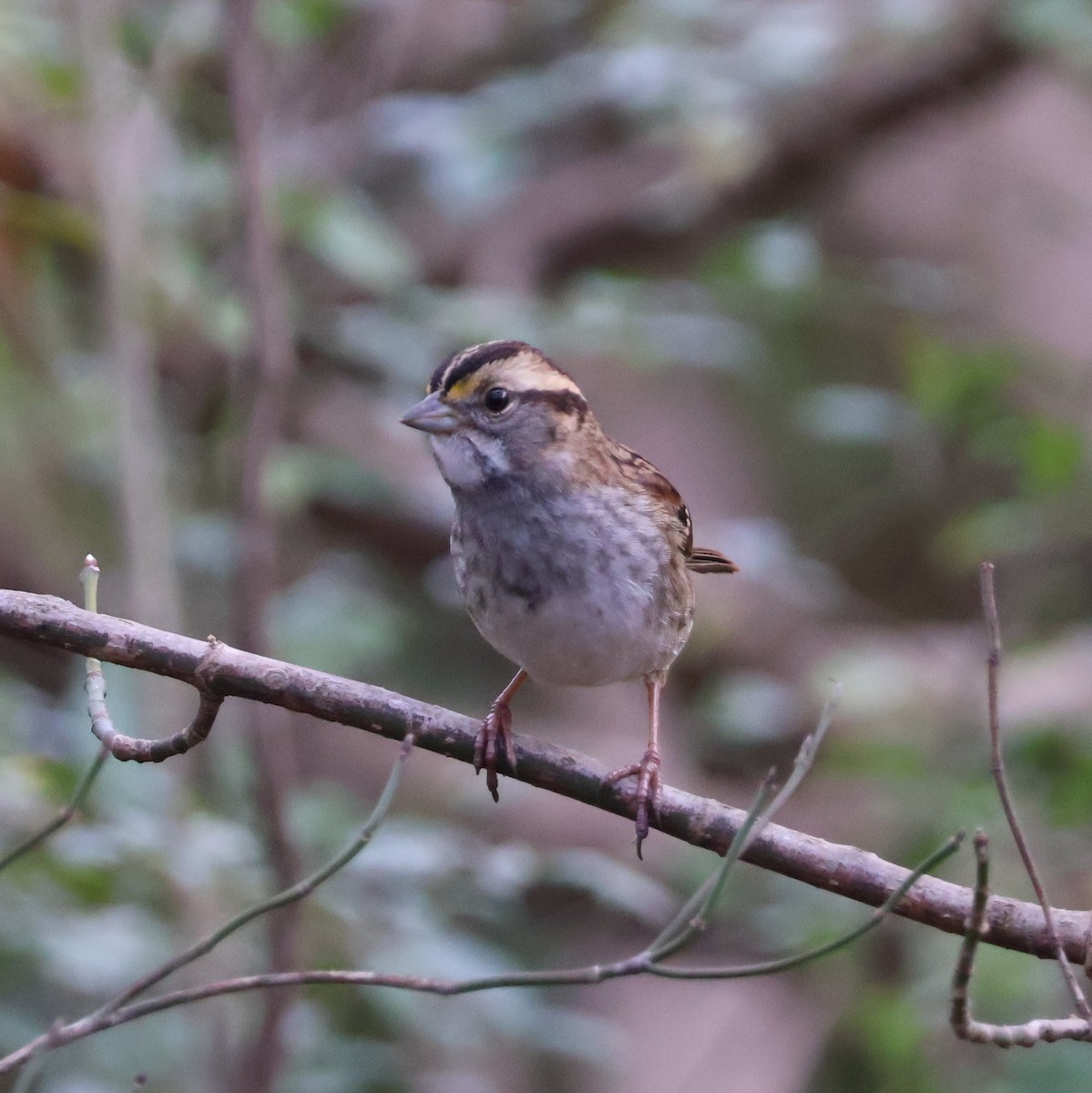 White-throated Sparrow - ML612001253