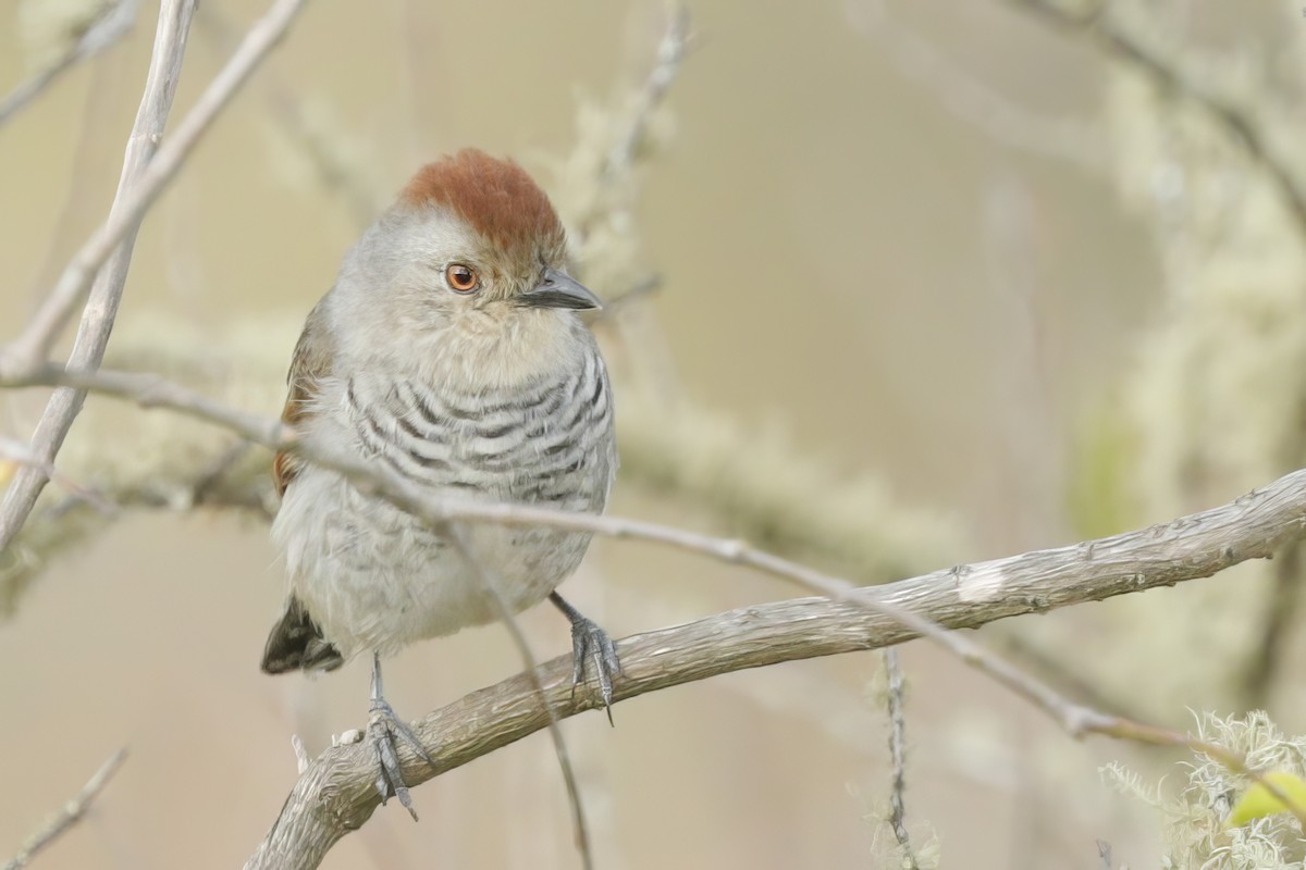 Rufous-capped Antshrike - ML612001309