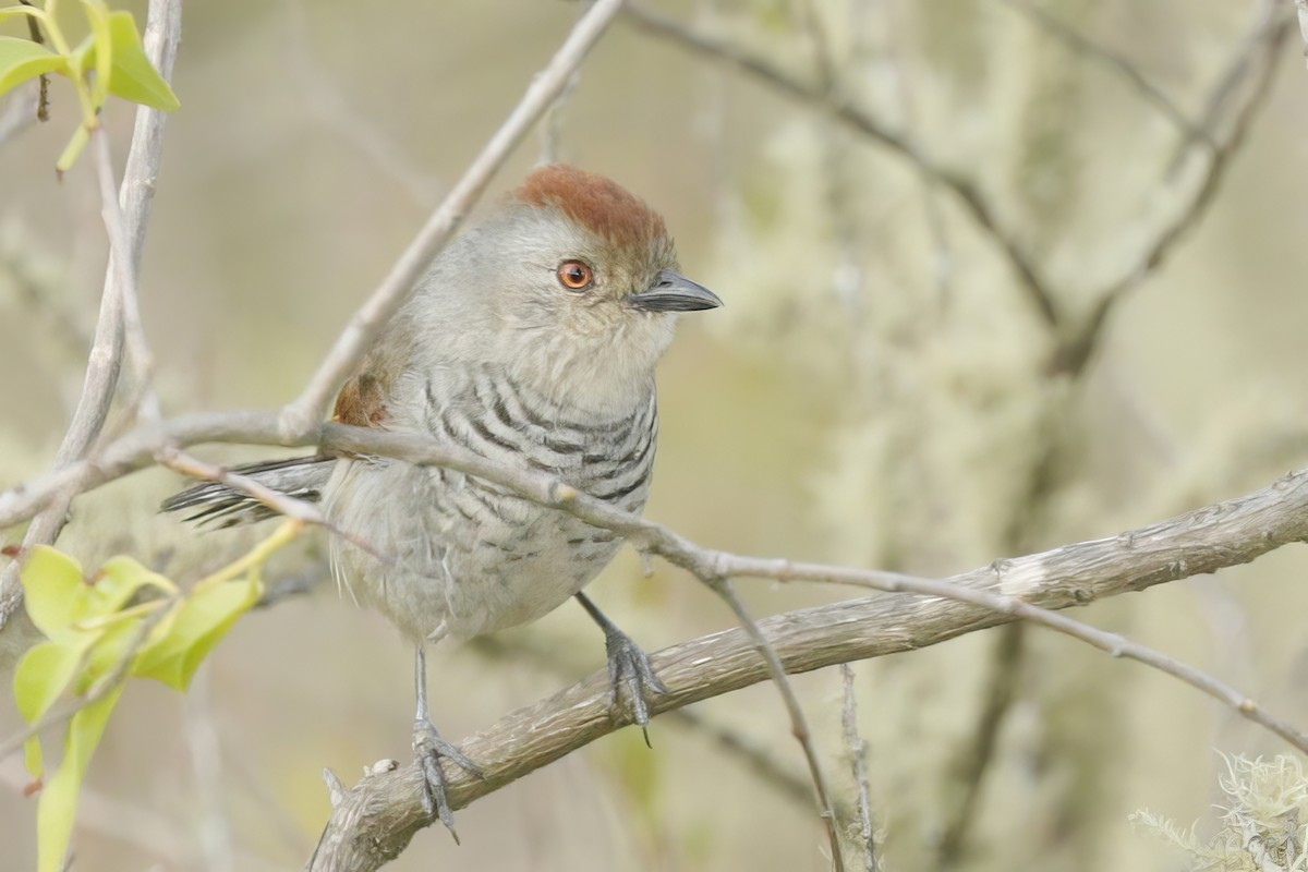 Rufous-capped Antshrike - ML612001310