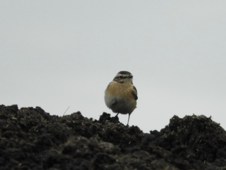 bramborníček hnědý - ML612001333