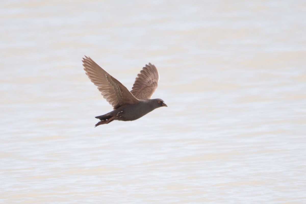 Black-tailed Nativehen - ML612001343