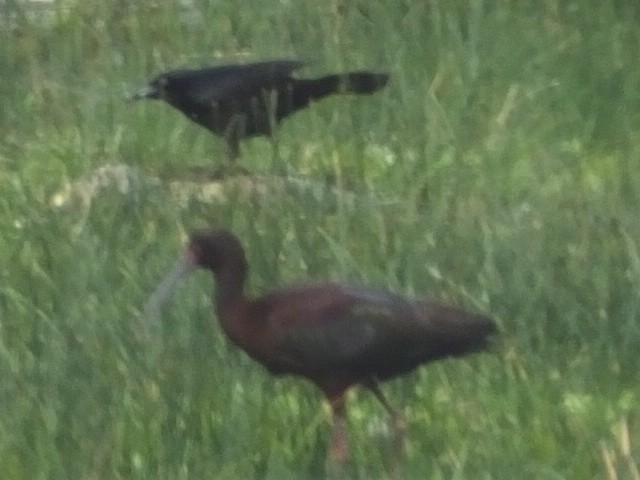 Great-tailed Grackle - Dave Hanscom