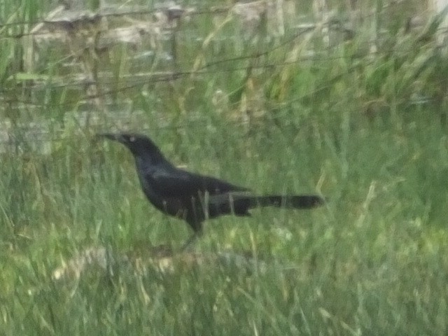 Great-tailed Grackle - Dave Hanscom