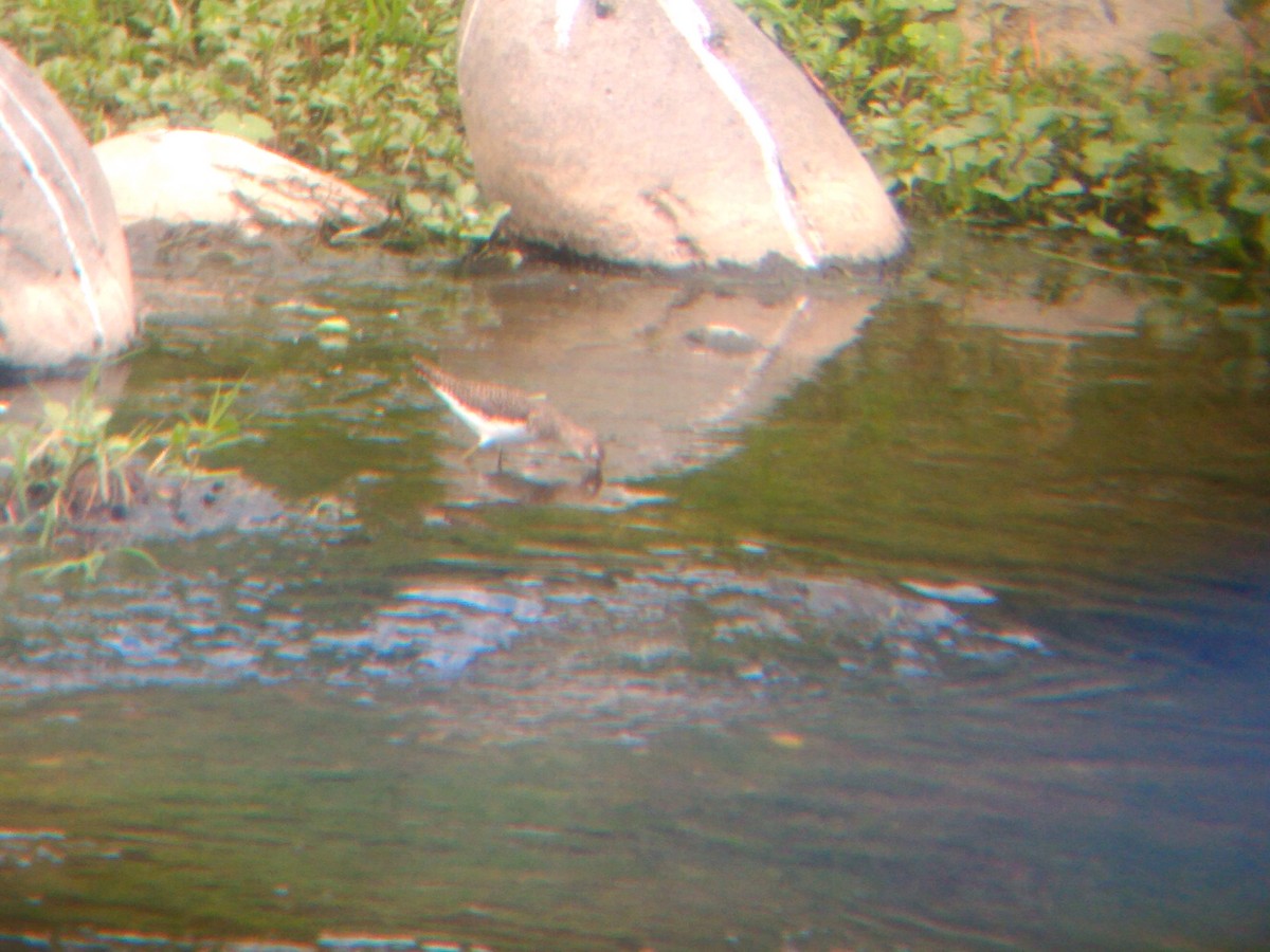 Solitary Sandpiper - ML612001417