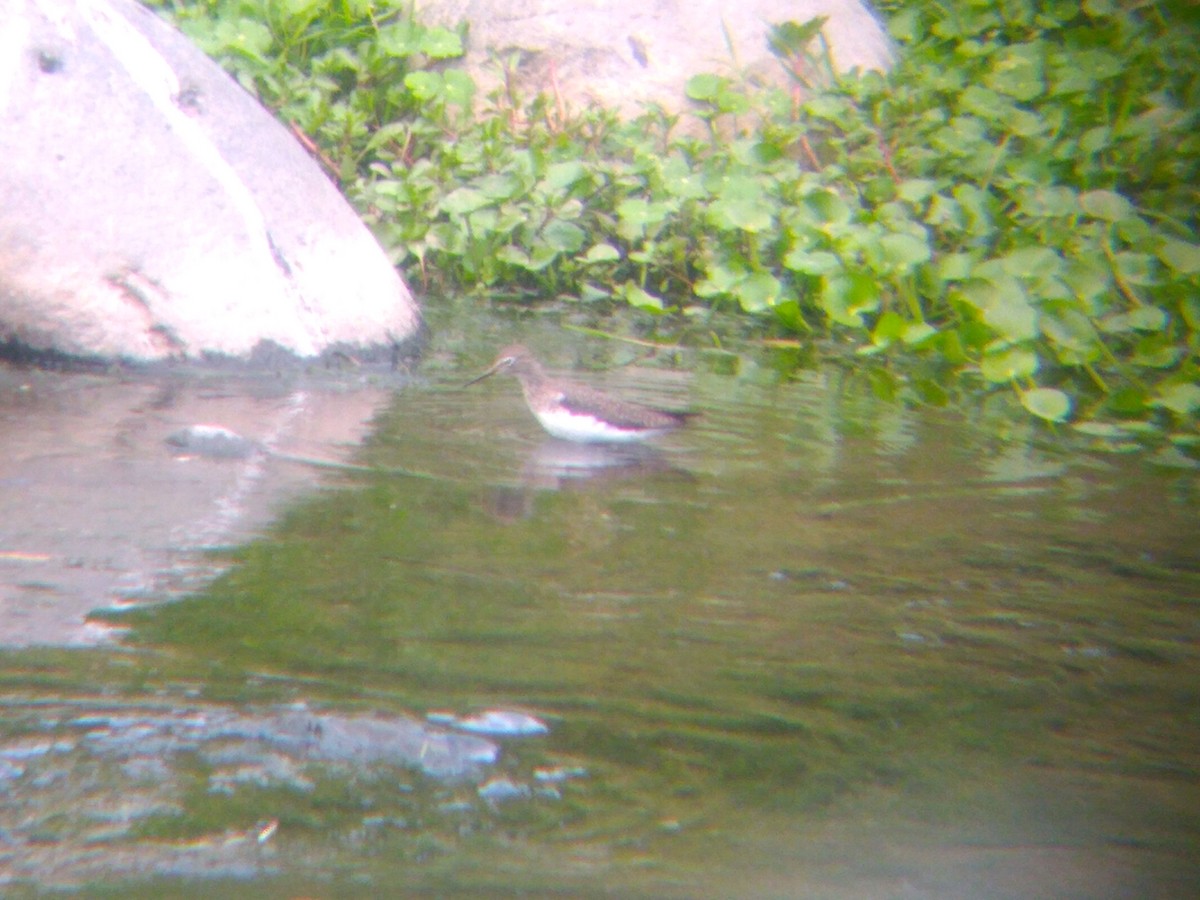 Solitary Sandpiper - ML612001419