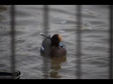 Eurasian Wigeon - ML612001446