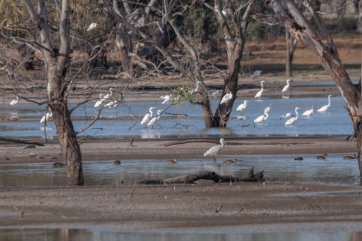 Great Egret - ML612001466