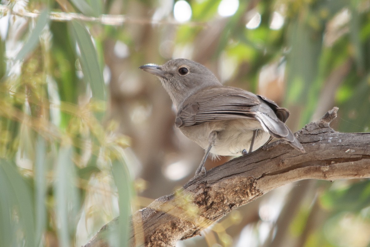 Gray Shrikethrush - ML612001483