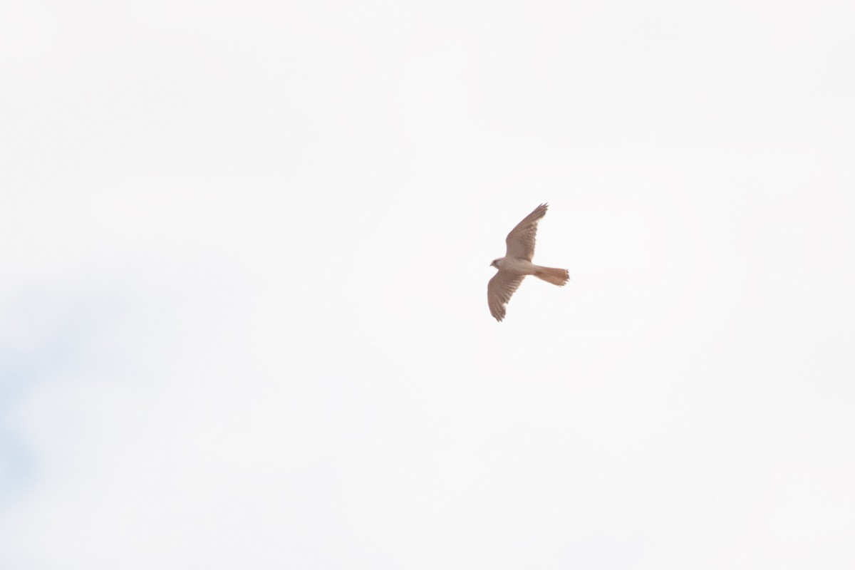 Nankeen Kestrel - ML612001484