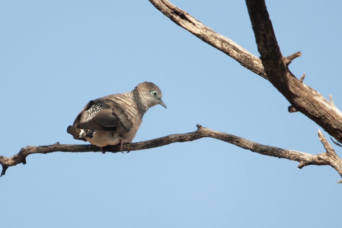 Peaceful Dove - ML612001489