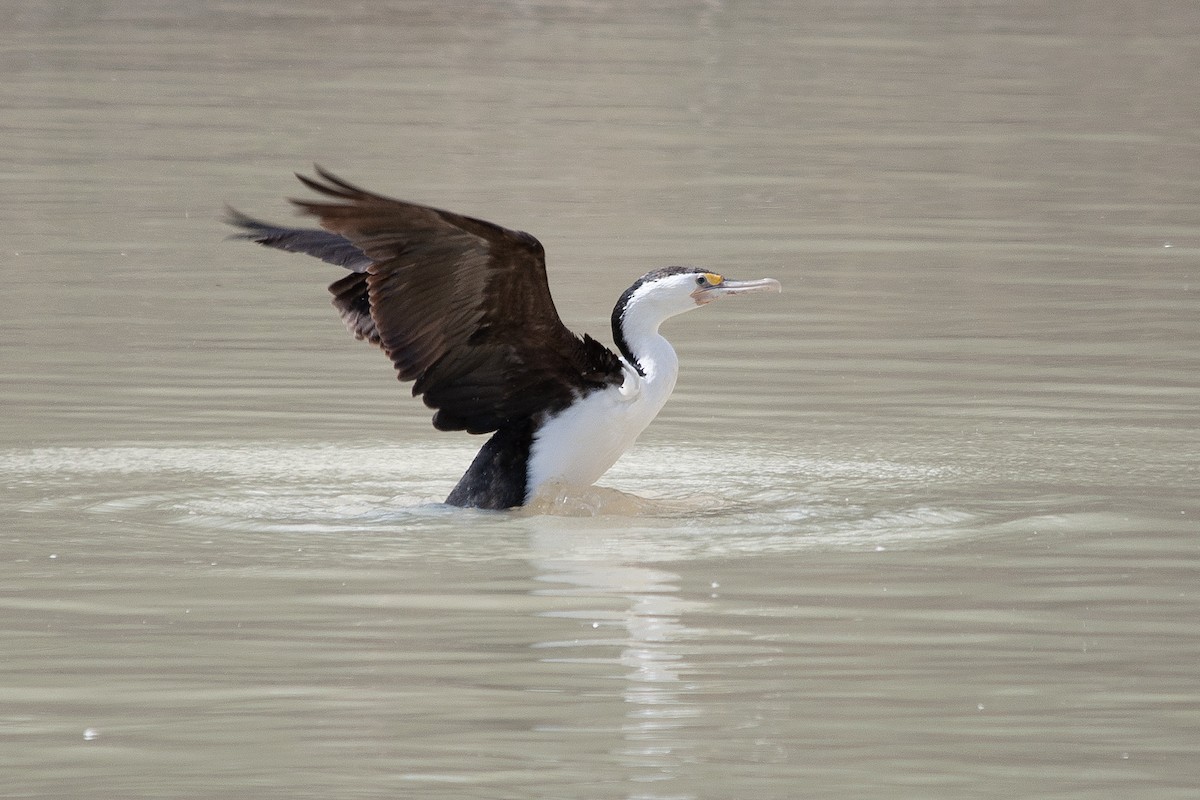 Pied Cormorant - ML612001495