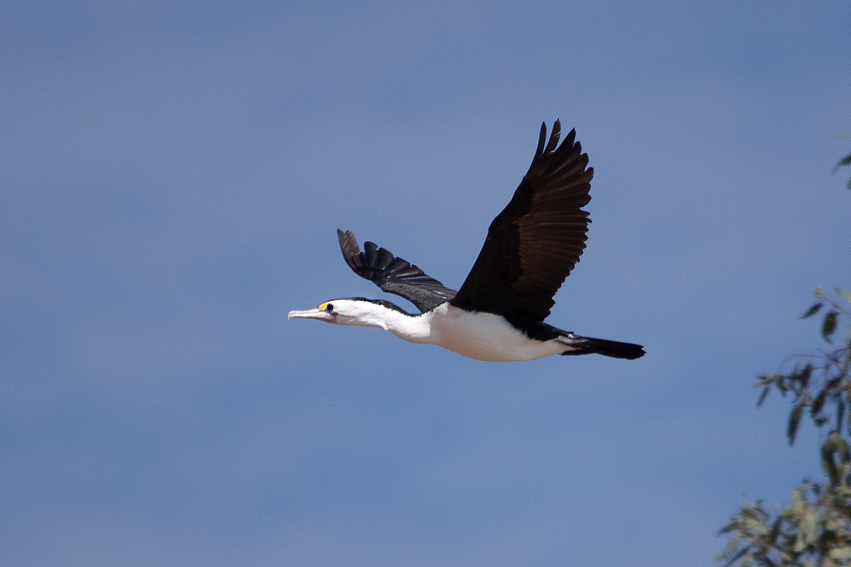 Pied Cormorant - ML612001502