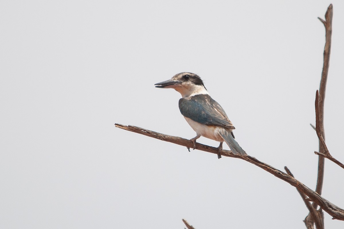 Red-backed Kingfisher - ML612001516