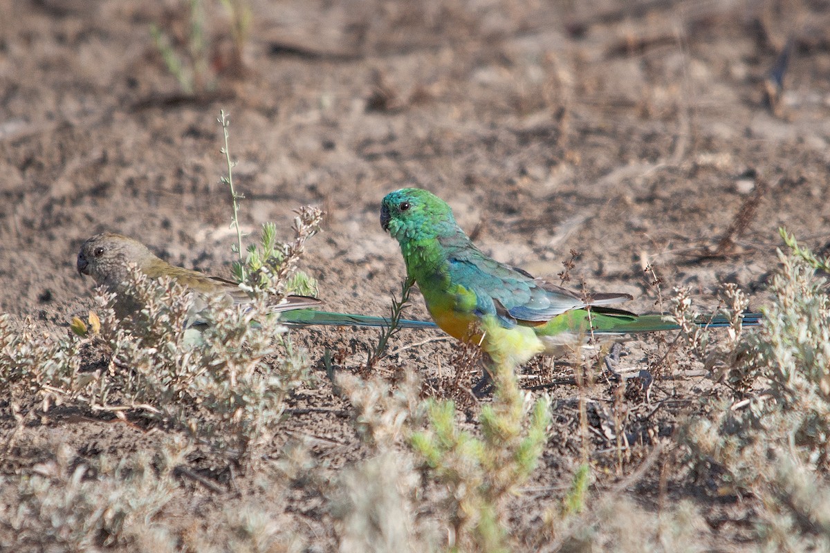 Red-rumped Parrot - Miguel Rouco