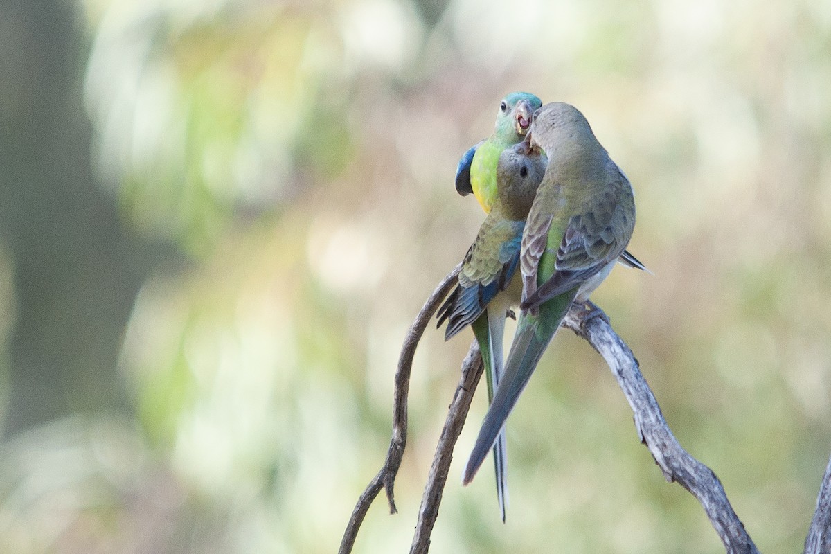 Red-rumped Parrot - ML612001529