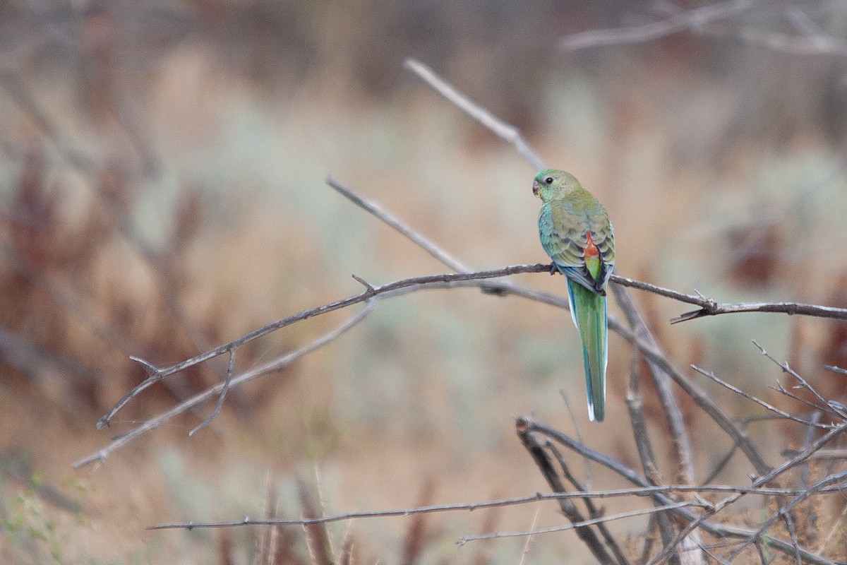 Red-rumped Parrot - ML612001534