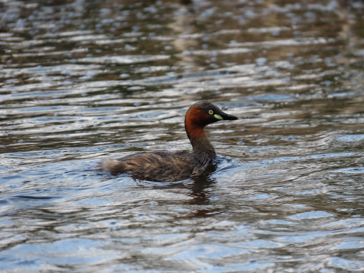 Little Grebe - ML612001538