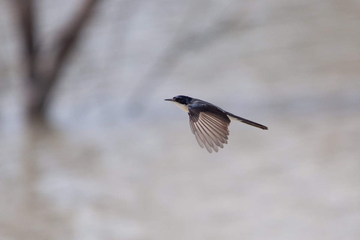 Restless Flycatcher - ML612001545