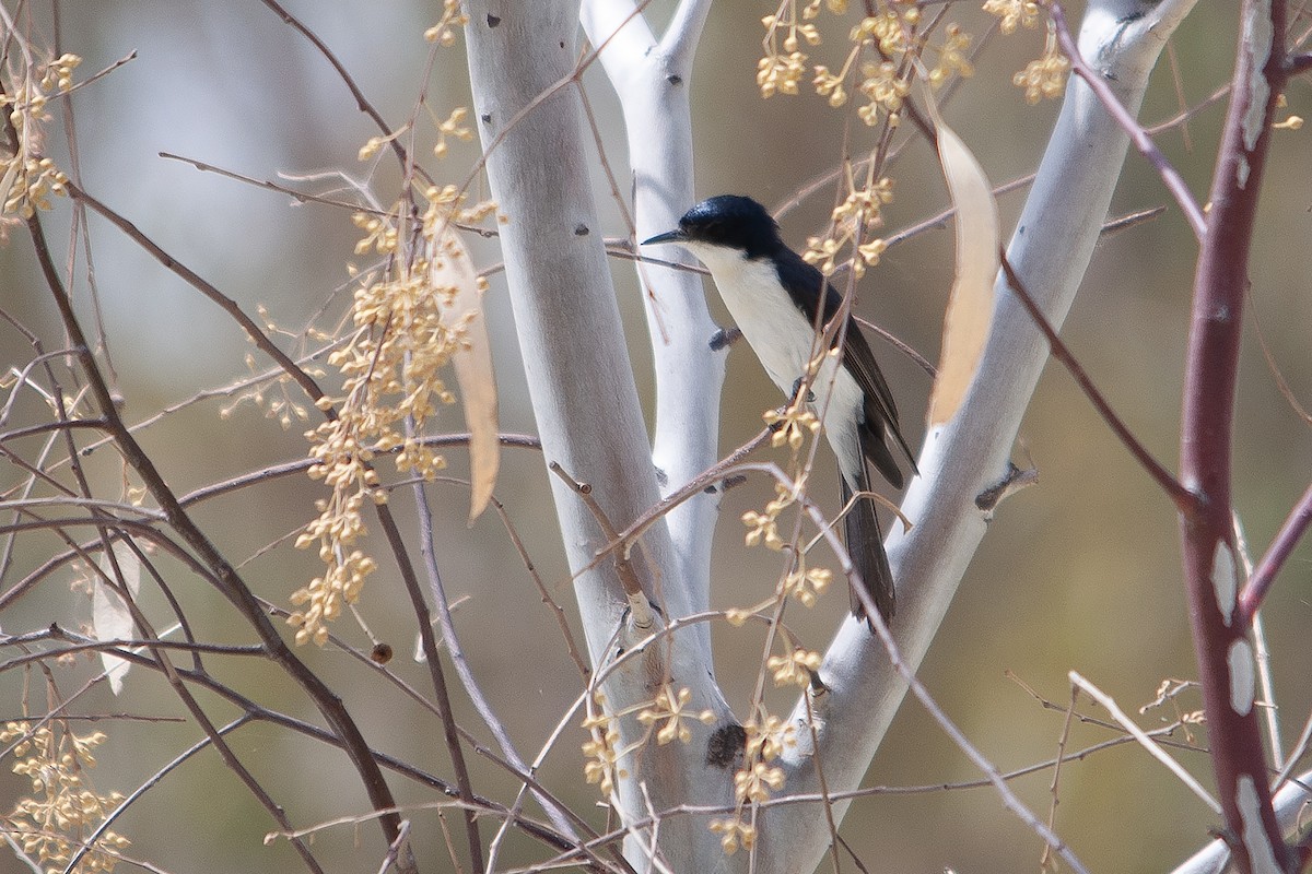 Restless Flycatcher - ML612001557