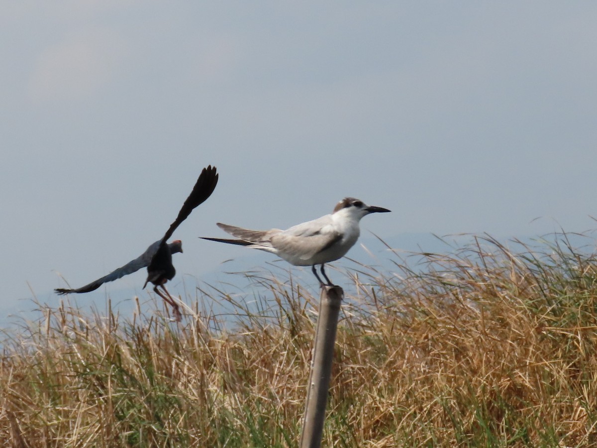 Whiskered Tern - ML612001562