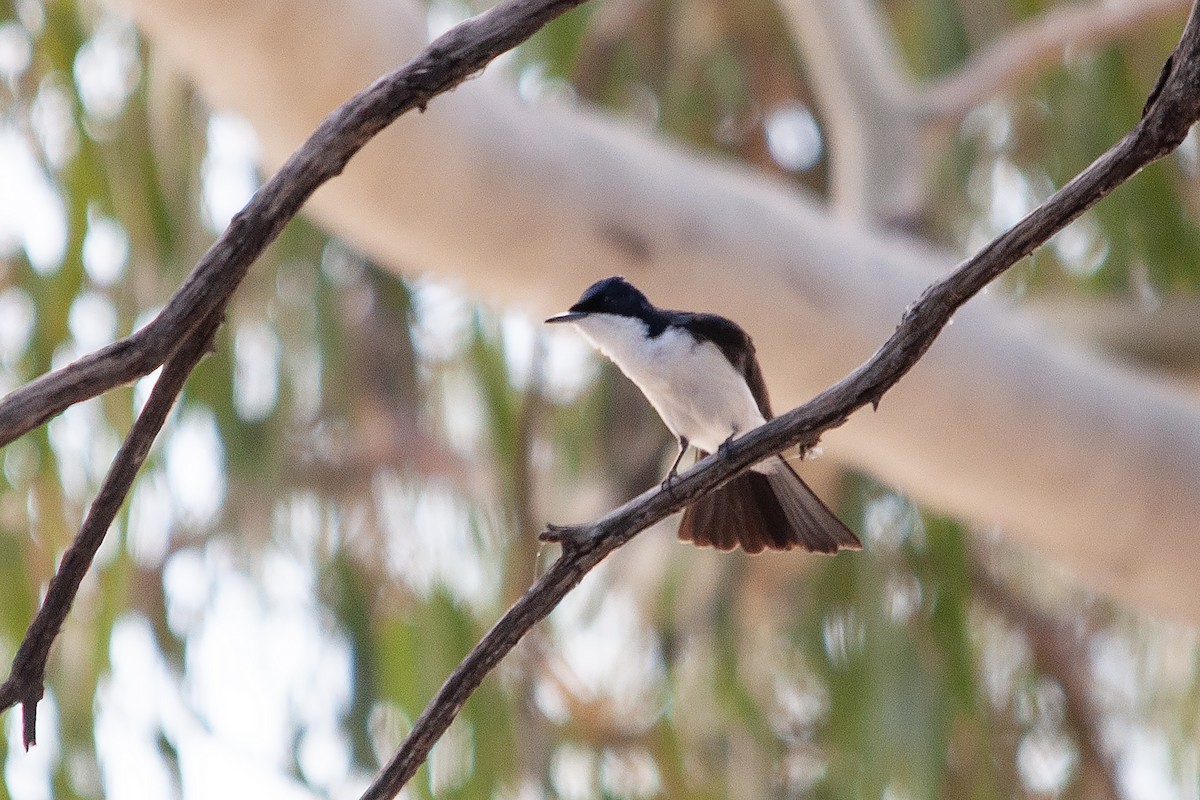 Restless Flycatcher - ML612001571