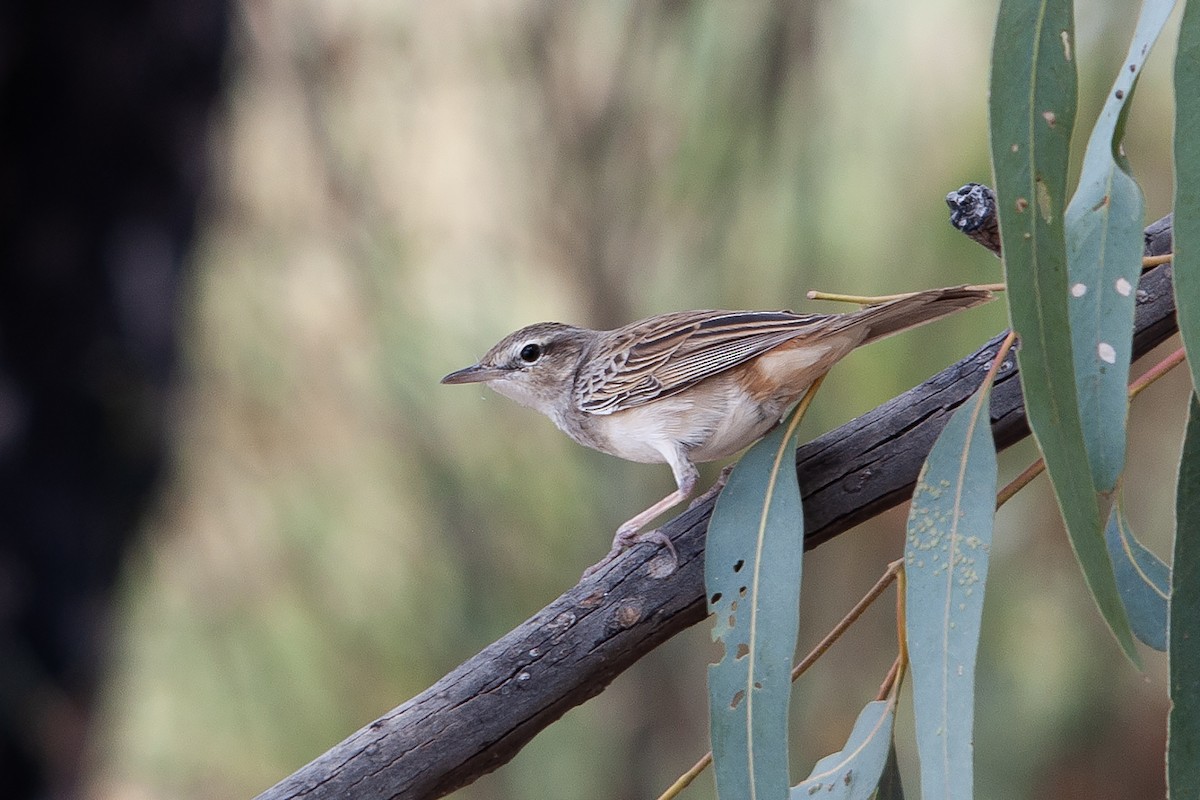 Rufous Songlark - ML612001594