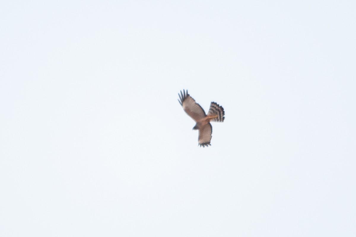 Spotted Harrier - ML612001619