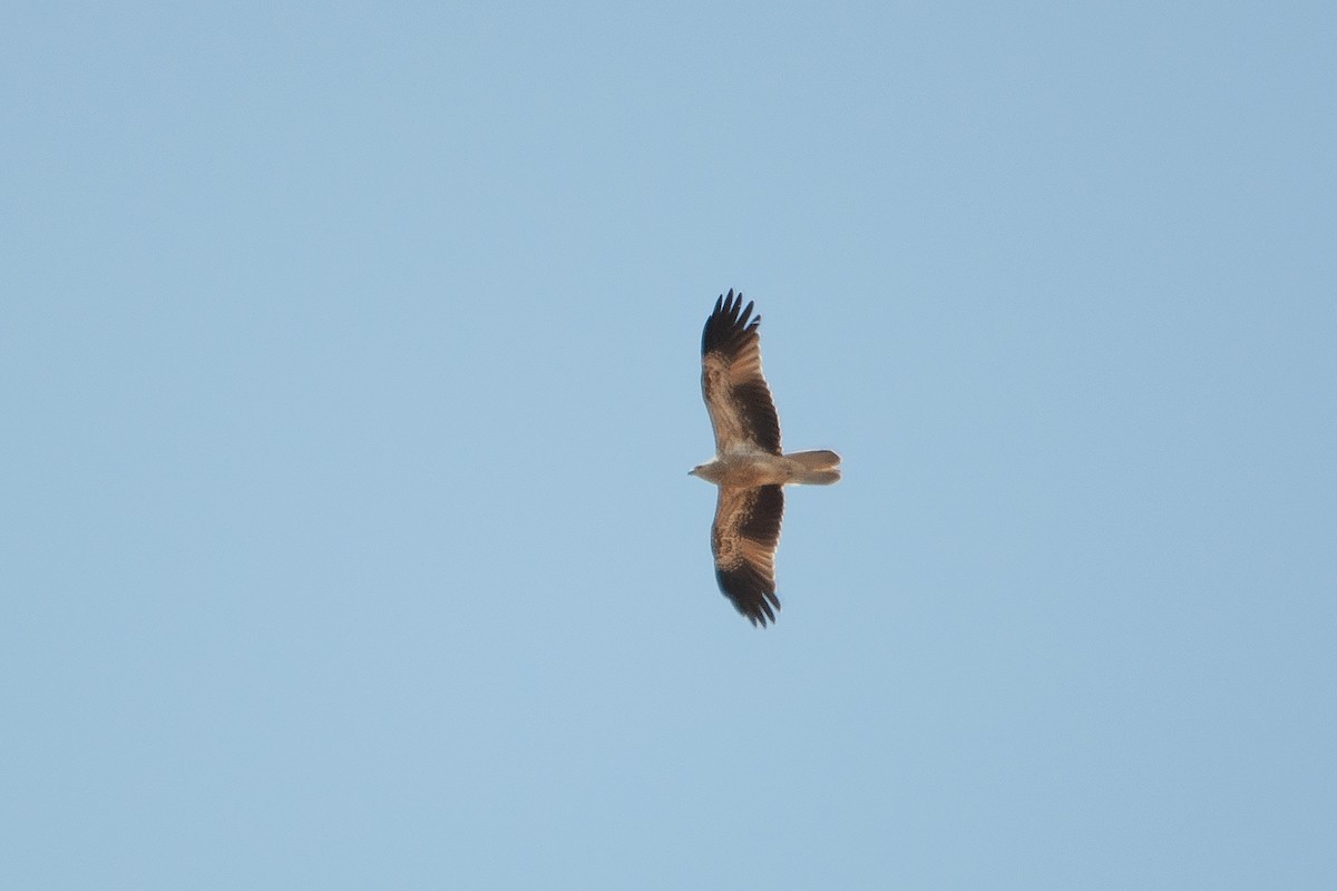 Whistling Kite - ML612001628