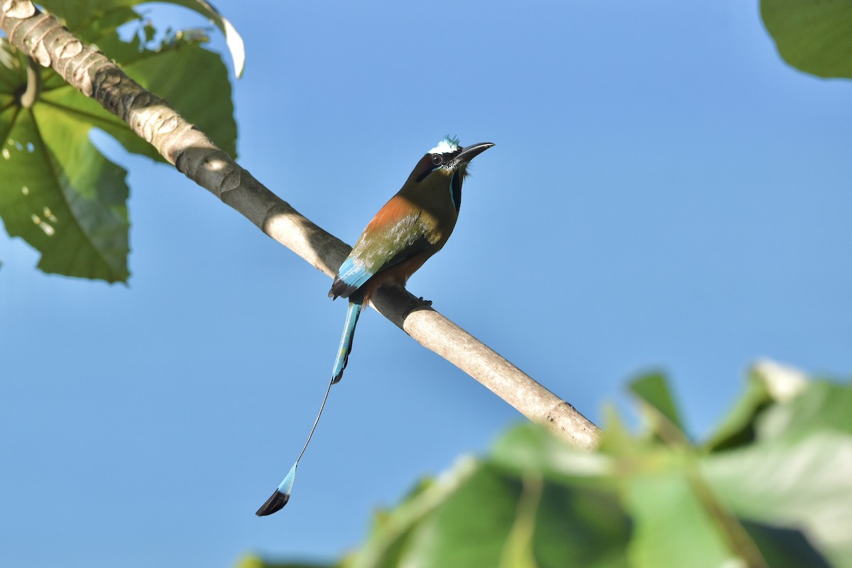 Turquoise-browed Motmot - ML612001672