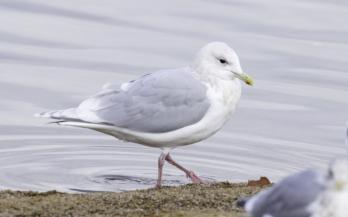 Iceland Gull (kumlieni/glaucoides) - Blair Dudeck