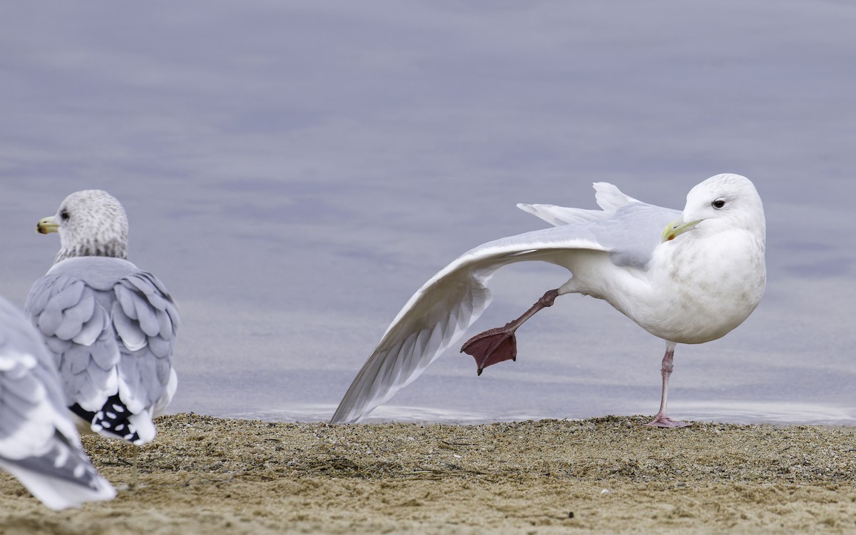 Iceland Gull (kumlieni/glaucoides) - Blair Dudeck