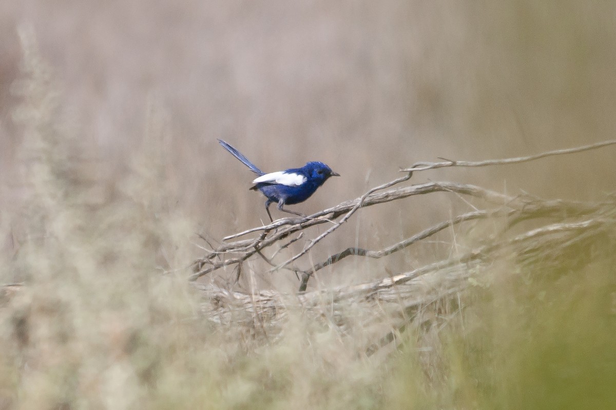 White-winged Fairywren (Blue-and-white) - Miguel Rouco