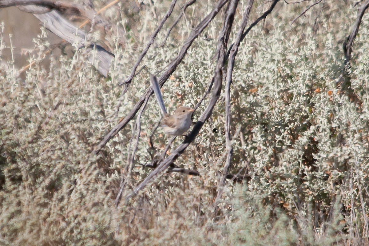 White-winged Fairywren (Blue-and-white) - ML612001685