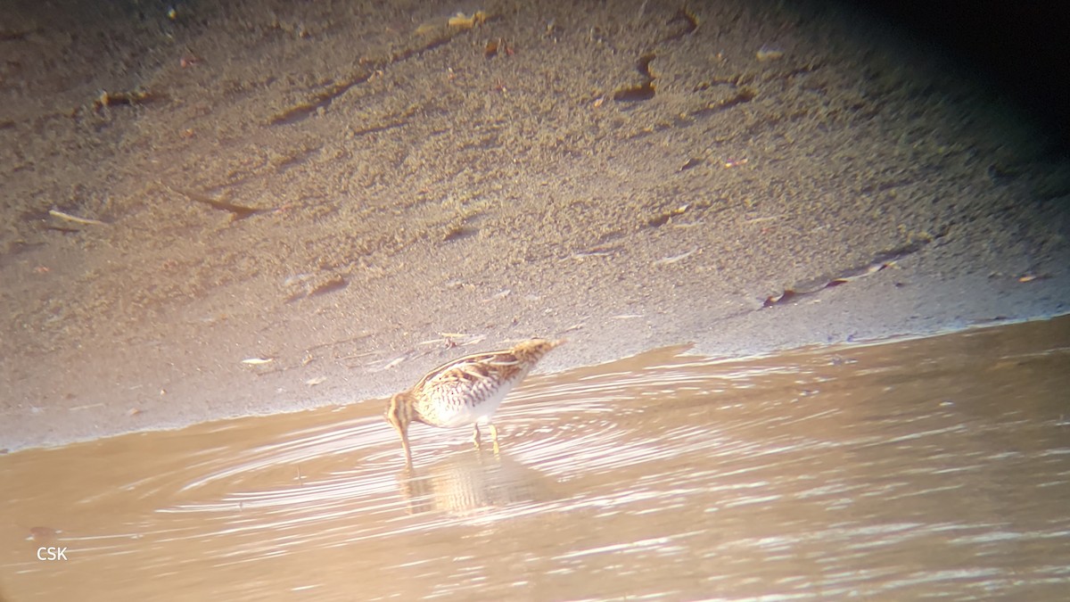 Wilson's Snipe - ML612001737