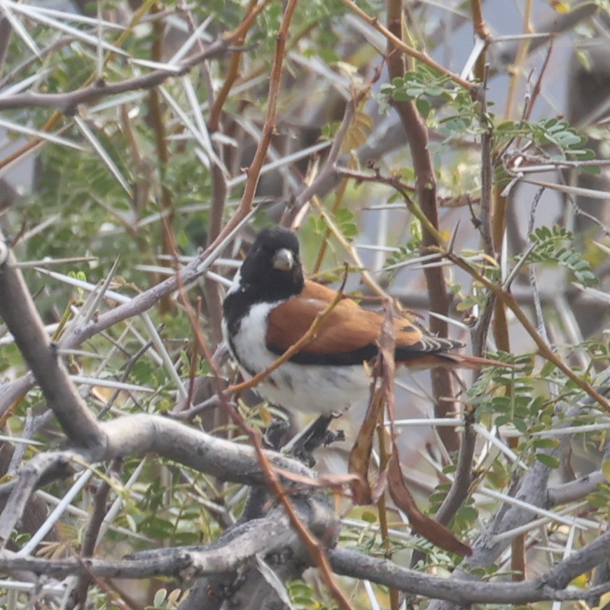 Black-headed Canary - ML612001850