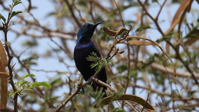 Purple Sunbird - ML612001898