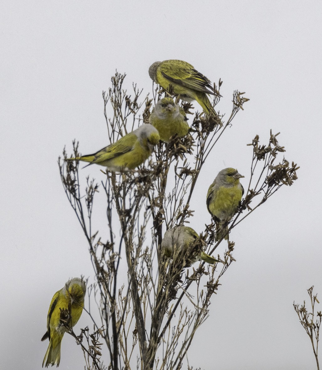 Serin du Cap - ML612001915