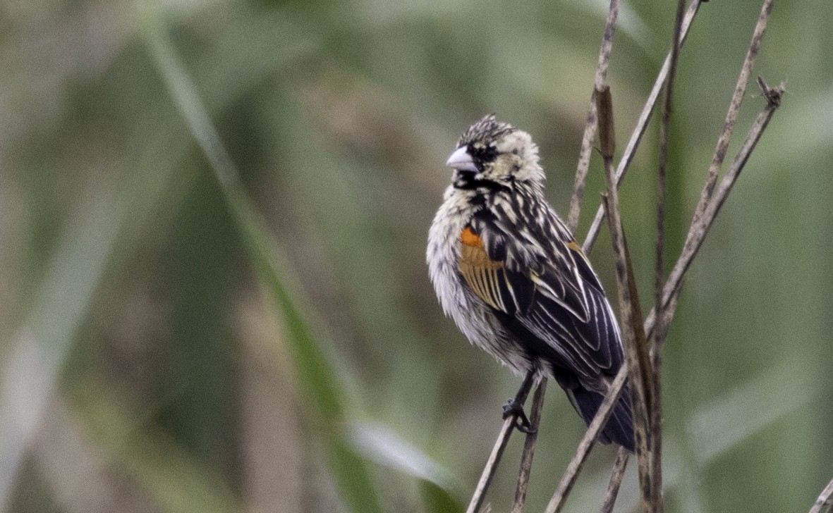 Fan-tailed Widowbird - ML612001916