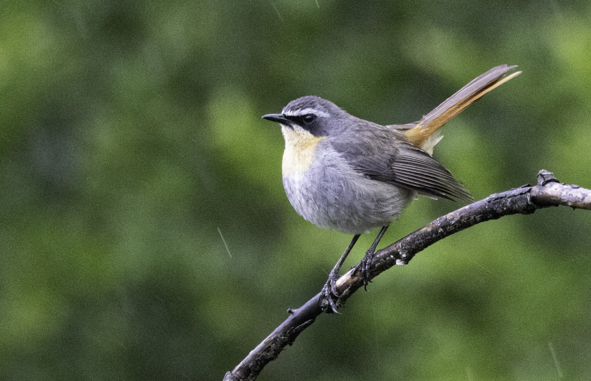 Cape Robin-Chat - ML612001918