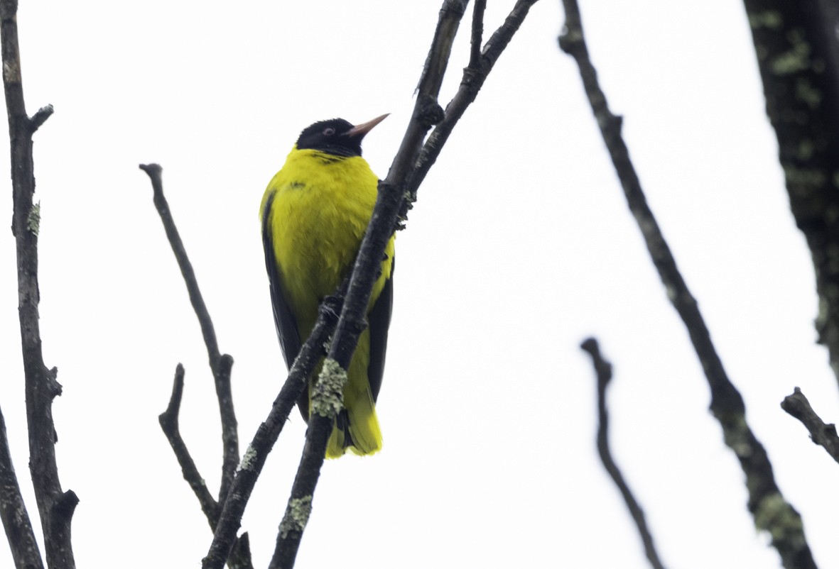 African Black-headed Oriole - ML612001944