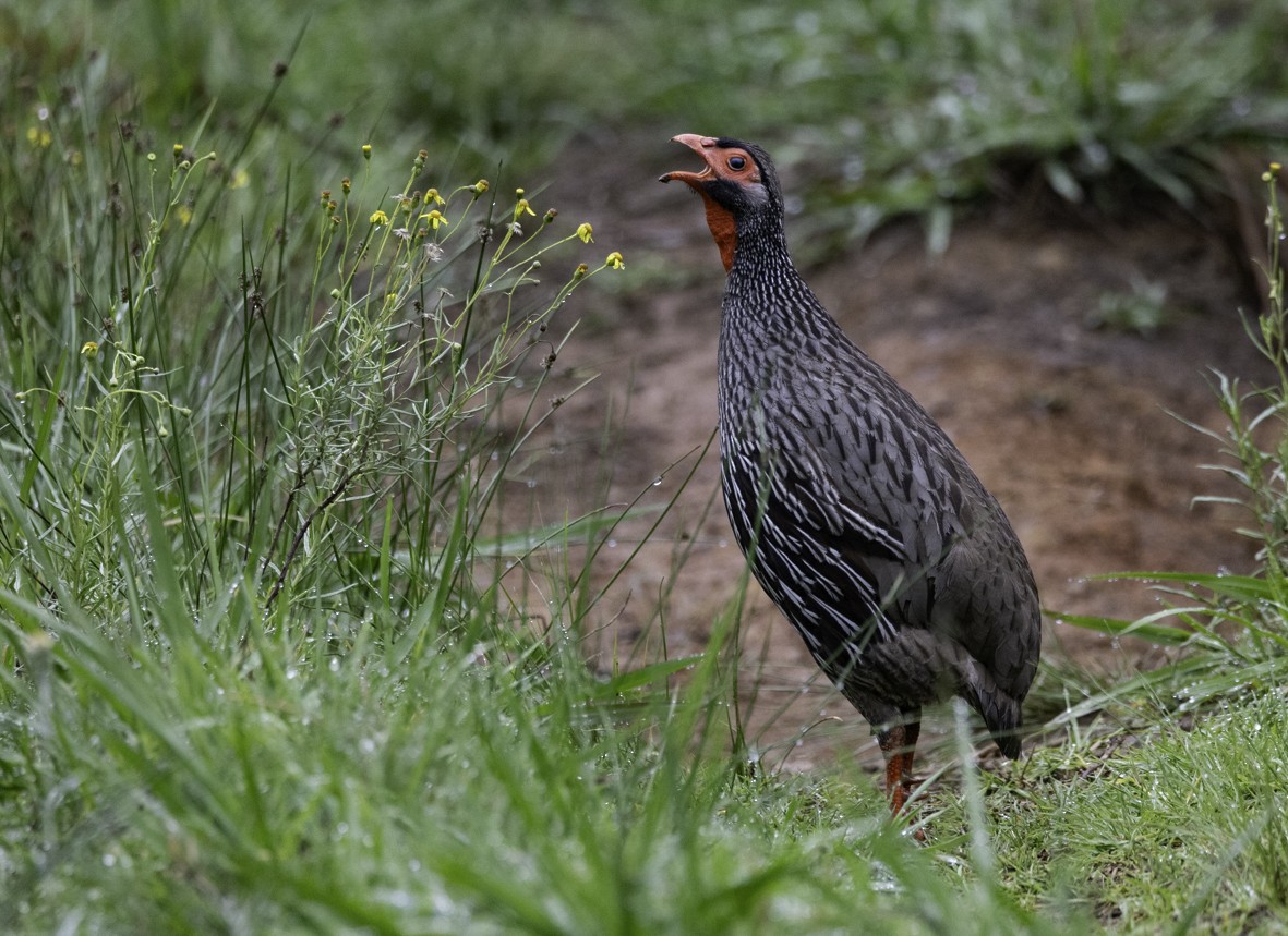 Francolin à gorge rouge - ML612001945