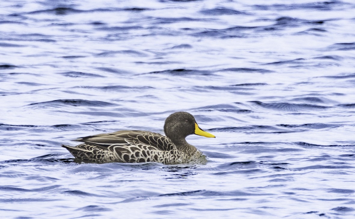 Yellow-billed Duck - ML612001947