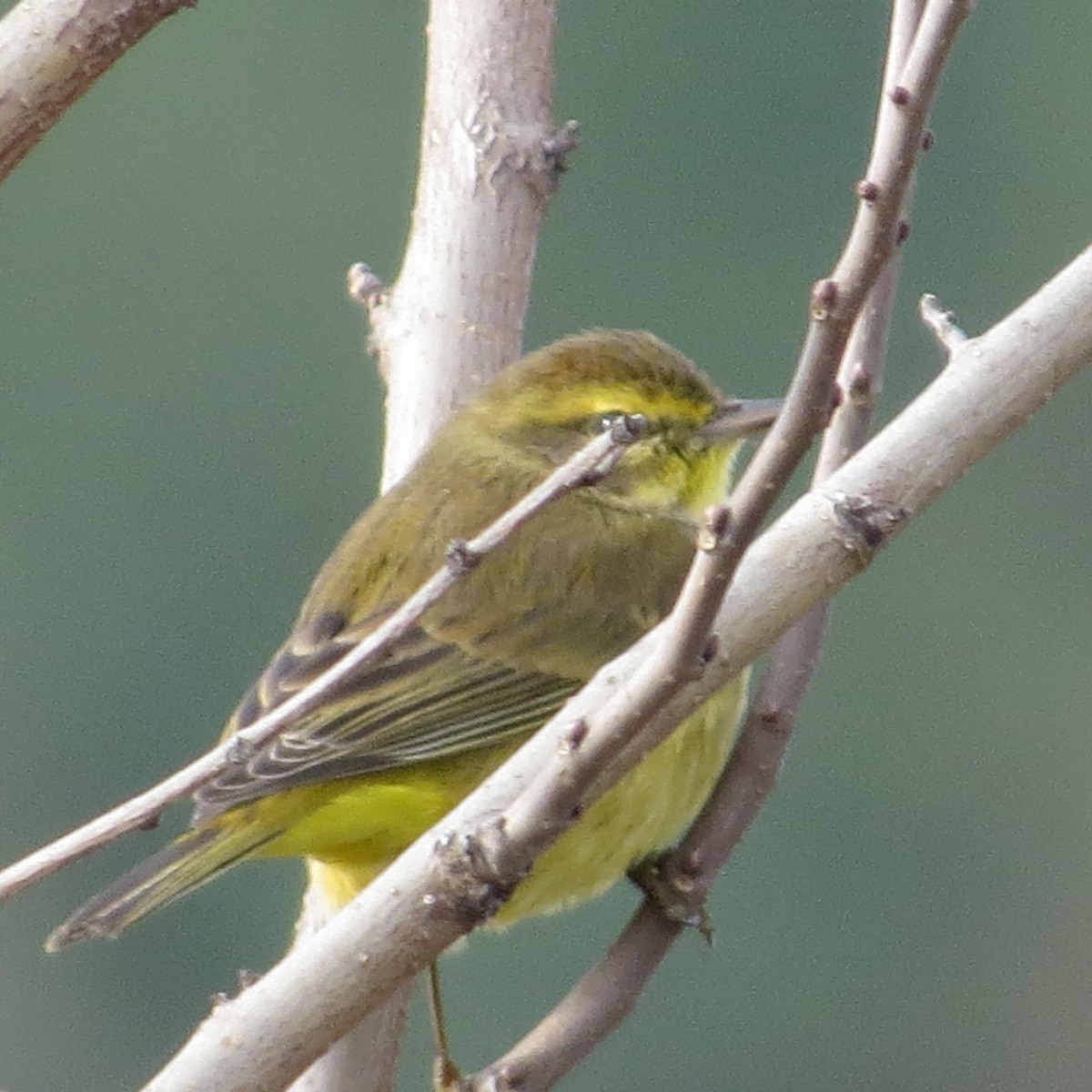 ヤシアメリカムシクイ - ML612001950