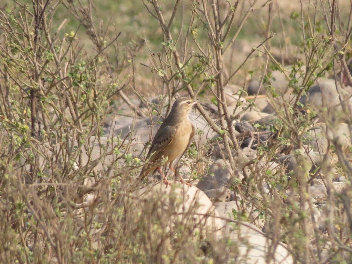 Long-billed Pipit - Mark Bezuijen